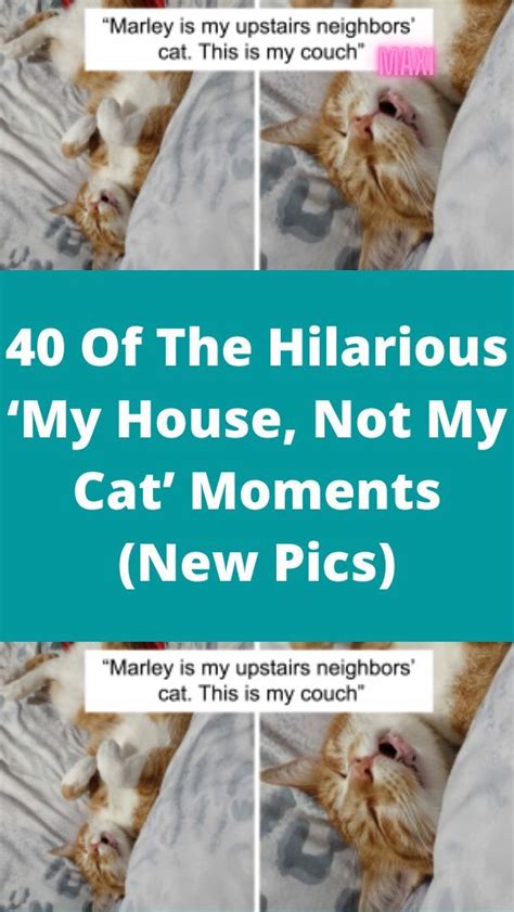 Hilarious Cat Memes To Make Everyone Laugh Artofit