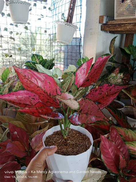 Aglaonema Top Rare Magenta Komkoon Furniture Home Living Gardening