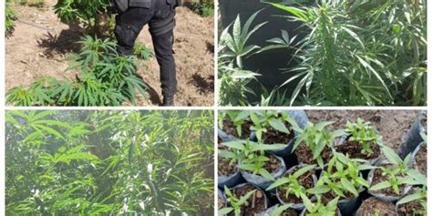 Erradican Plantaciones De Marihuana En Totonicap N Gobierno De Guatemala