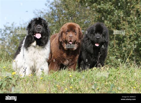 Dog Newfoundland / three adults (different colors) standing in a meadow ...