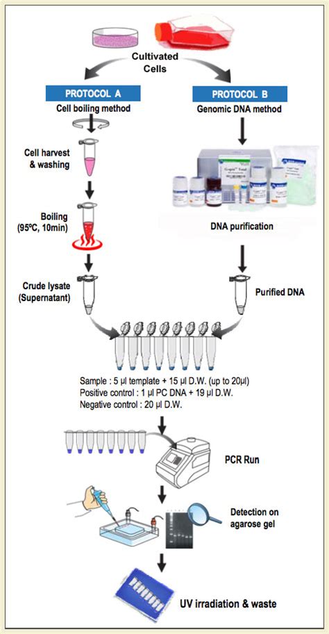 Mycoseq Mycoplasma Detection Kits Hot Sex Picture