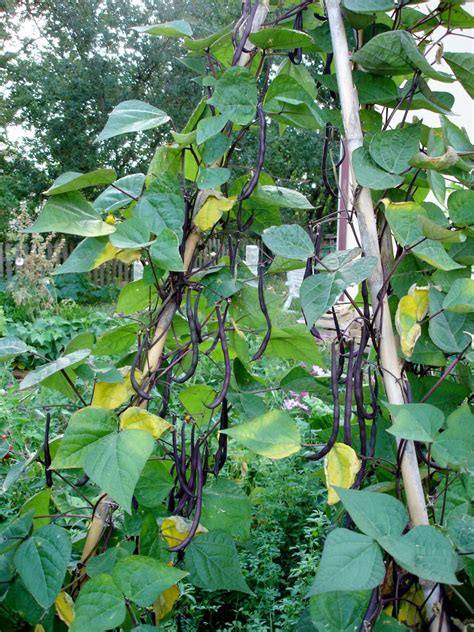 Comment récolter plus de haricots quand on a un petit potager