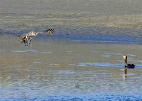 Le cormoran Grève de Langueux Bretagne Josie Staehle Flickr