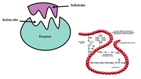 Enzymes Gcse Biology Exam Questions