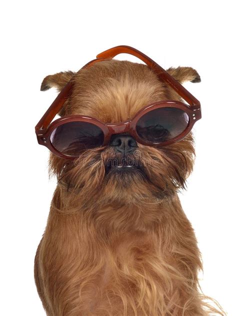 Funny Dog With Glasses Royalty Free Stock Photos - Image: 21977378