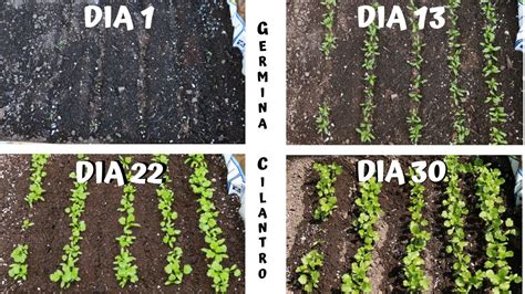 Descubre en cuánto tiempo germina una semilla de cilantro Todo lo que