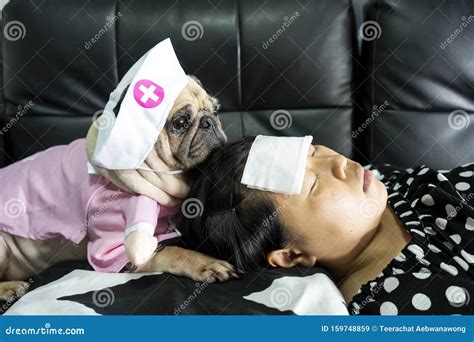 Cute Pug Dog with Nurse Costume Takes Care of the Owner, Who is Sleeping Sick with a Cold ...