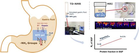 Exploring In Vitro Gastric Digestion Of Whey Protein By Time Domain