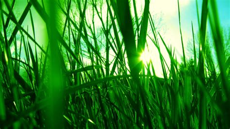 1920x1080 1920x1080 Grass Sun Blur Rays Coolwallpapersme