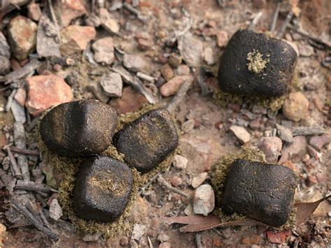 Comment Sont Les Crottes De Fouine Animaux Info Votre Source