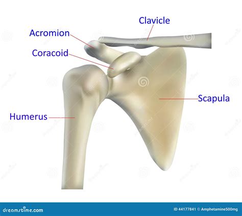 Anatomie De L Os D Paule Illustration Stock Illustration Du Humain