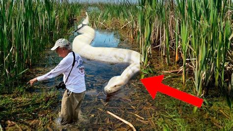 Mans Camera Caught A Massive Snake Crawling Out Of The River Youtube