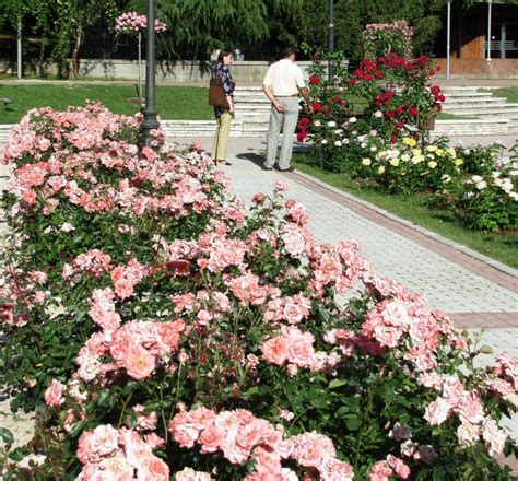 Cómo ver la ROSALEDA del Parque del Oeste Concurso de Rosas Viajar a