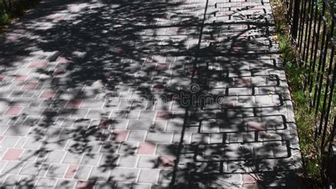 Tree Leaves Shadow Pattern On Pedestrian Walkway Paved By Paving Slabs