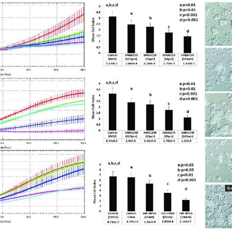 Interruption Of JNK Pathway Via Pharmacological Inhibitors Or SiRNA