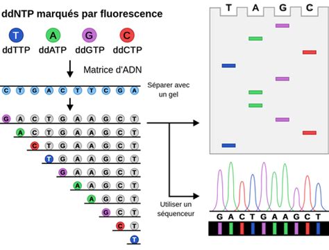 Le Séquençage De L Adn Labster Theory