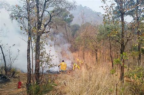 Brigadistas Combaten Ocho Incendios Forestales En Edom X