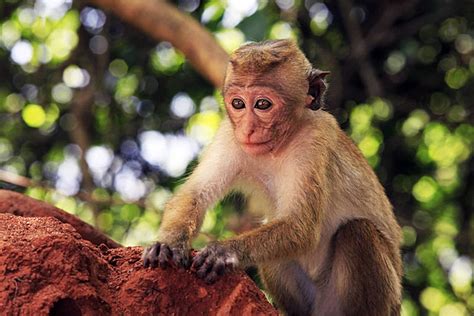 345 Portrait Of Monkey Child Photos, Pictures And Background Images For ...