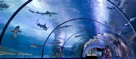 Le Top Des Aquariums De Paris