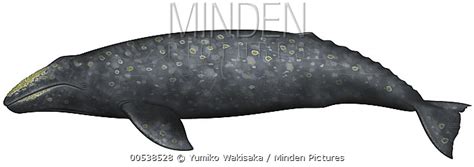 Gray S Beaked Whale Stock Photo Minden Pictures