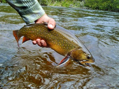 Algoma Wild Brook Trout Northern Ontario The New Fly Fisher