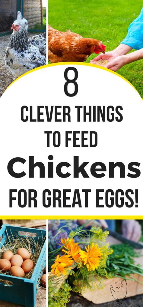 What To Feed Your Chickens For Better Tasting Eggs Beginner Backyard