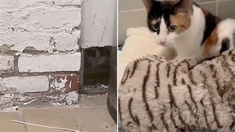 Stray Cat Was Hiding Inside A Basement Wall Until Kind Rescuers Came To