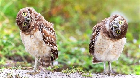 Funny Owls New Hd Funny Pets Burrowing Owl Funny Owls Animals