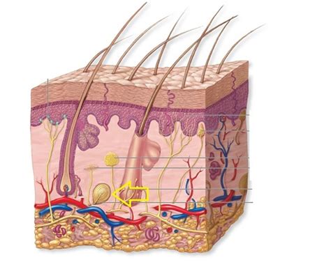 Exercise 5 Lab Quiz The Integumentary System Flashcards Quizlet