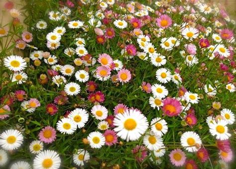 Santa Barbara Daisy Seeds Erigeron Karvinskianus Stallone Fast