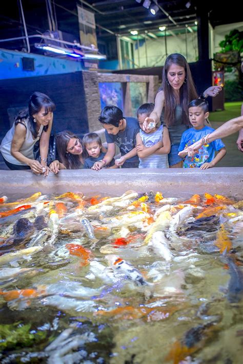 Animal Encounters at the Aquarium: Exciting Hands-On Interactive Exhibits