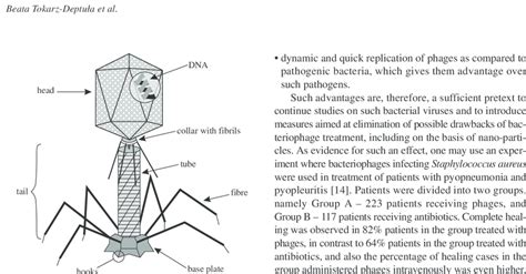 Bacteriophage Structure Labeled