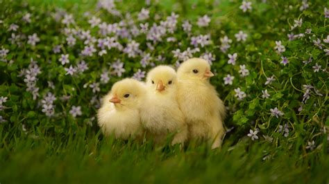 Fond D Cran Des Oiseaux Animaux La Nature Herbe Faune Canard