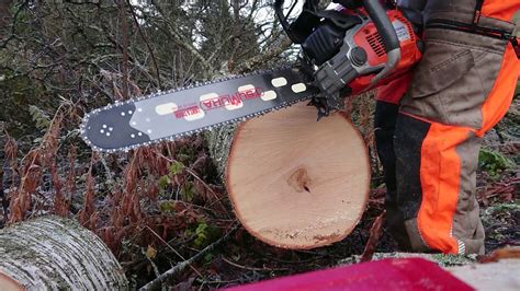 Ported Husqvarna 562 XPG With Stihl Picco S Chain Bucking Huge Birch