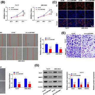 CircBFAR Knockdown Suppressed Cell Proliferation And Angiogenesis In