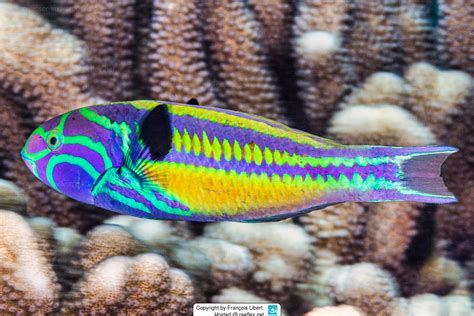 Thalassoma Quinquevittatum Fivestripe Wrasse Five Striped Surge Wrasse