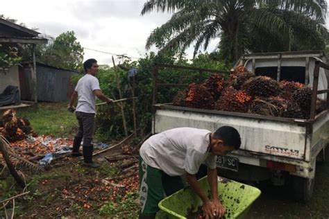 Petani Sawit Tetap Optimis Dengan Harga Sawit Yang Murah