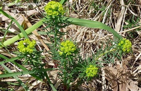 Cypress Spurge Flowering Plants Of Harrison Hills Park