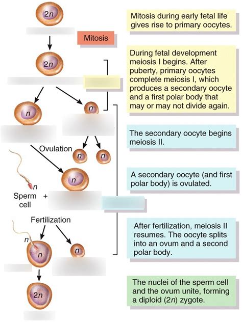 Diagram of Oogenesis | Quizlet