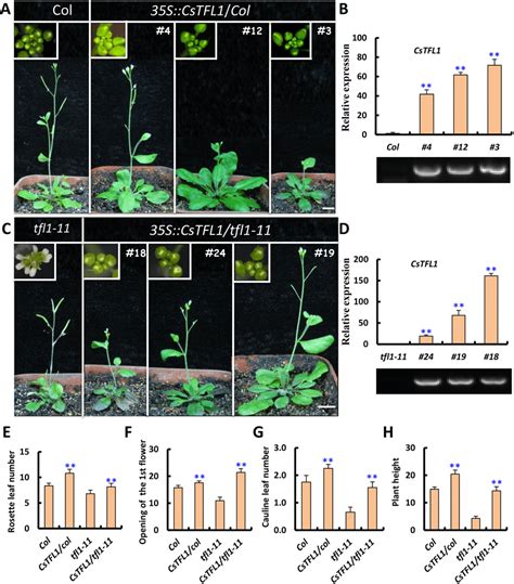 Ectopic Expression Of Cstfl1 In Arabidopsis A D Phenotypic And