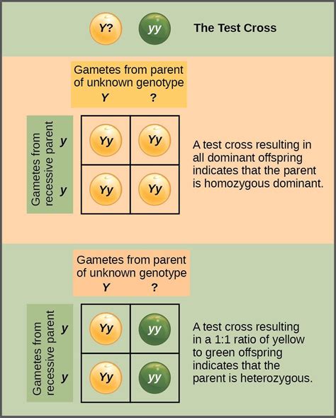 Chapter Mendels Peas And Punnett Squares Introductory Biology I