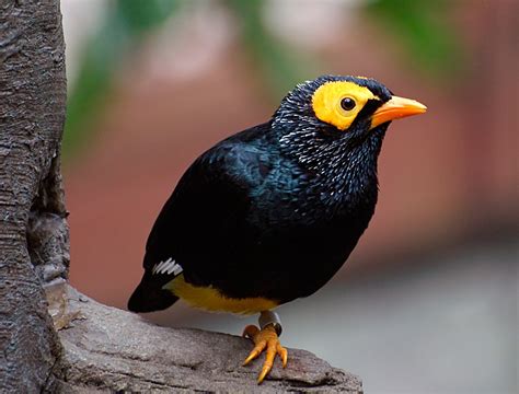 Yellow Faced Myna Bird Free Stock Photo Public Domain Pictures