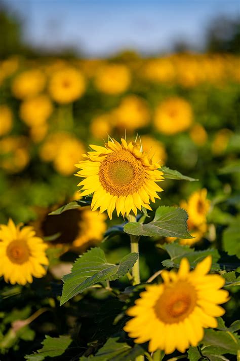 Sunflower Flowers Petals Macro Yellow HD Phone Wallpaper Peakpx