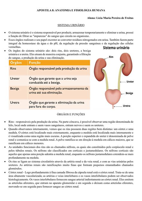 Solution Apostila Anatomia E Fisiologia Humana Sistema Urin Rio