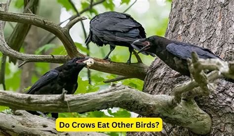 Do Crows Eat Other Birds Spark Lark