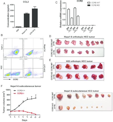 The Growth Of CCL2 Overexpressing Liver Tumour Cells Is Dependent On