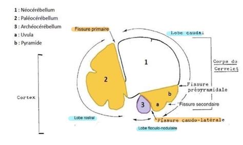 Cm Le Cervelet Cartes Quizlet