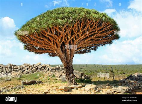 Dragon blood tree on Socotra, Yemen Stock Photo - Alamy