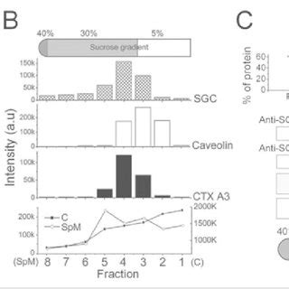 Co Localization Of CTX A3 And SGC In The DRM Fraction Of Rat