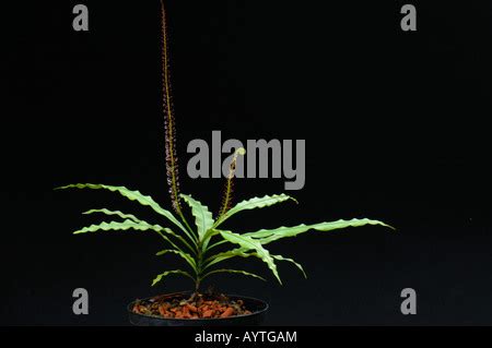 Airy Shaw Triphyophyllum Peltatum Hoja Con Glandular Normal Deja En